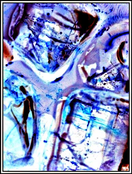 Ice_Cubes